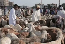 أسعار خراف العيد