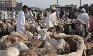 أسعار خراف العيد