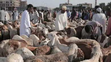 أسعار خراف العيد
