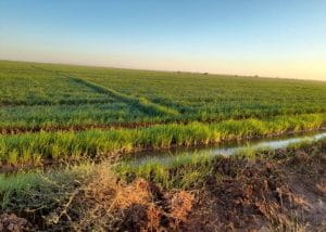 مشروع الجزيرة